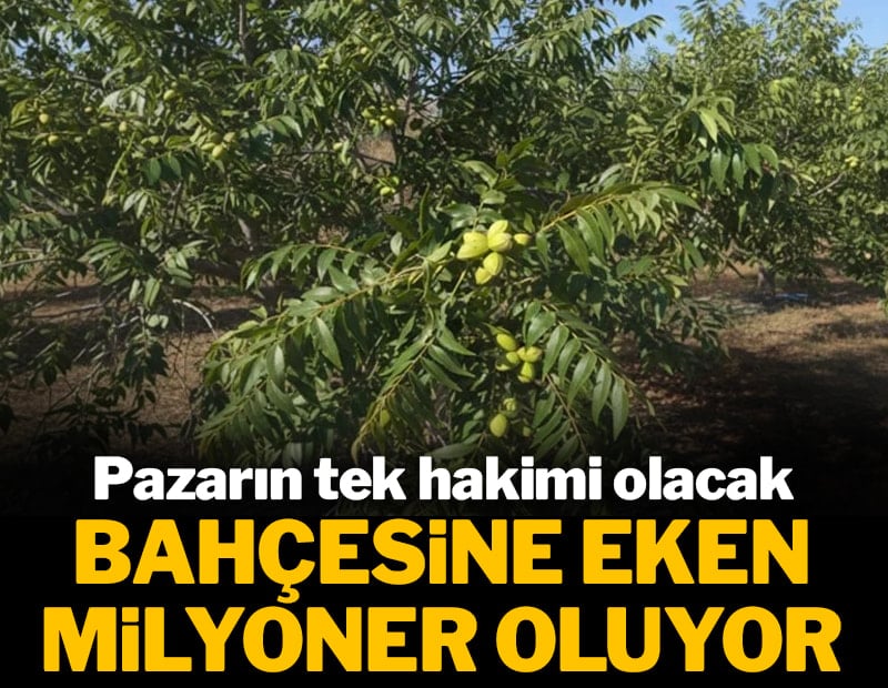Bahçesine eken milyoner oluyor: Pazarın tek hakimi olacak