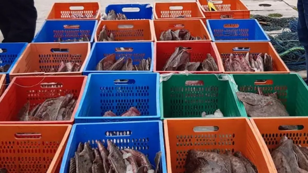 Denizden servetle dönen balıkçılar pişman oldu: Hem ellerindeki gitti, hem dev ceza geldi