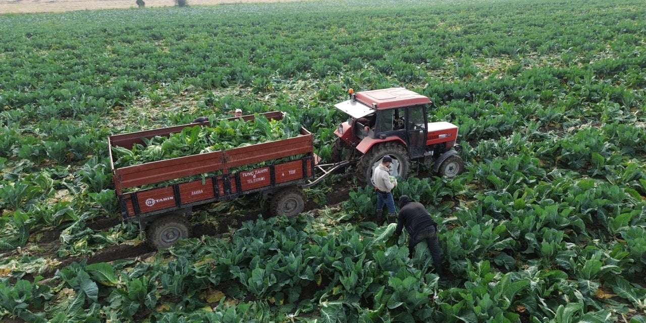 Türkiye'nin dört bir yanına gönderiliyor: Tarlada 8, markette 50 lira