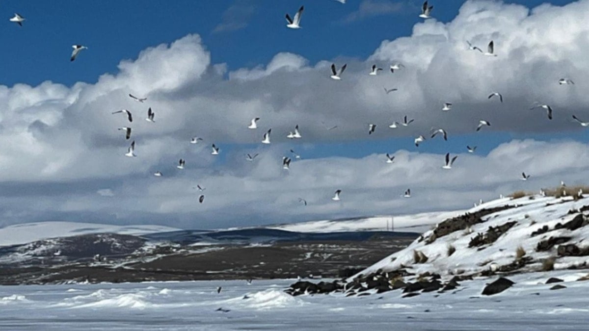 Sıcak havaya aldanan martılar erken geldi, buzla karşılaştı