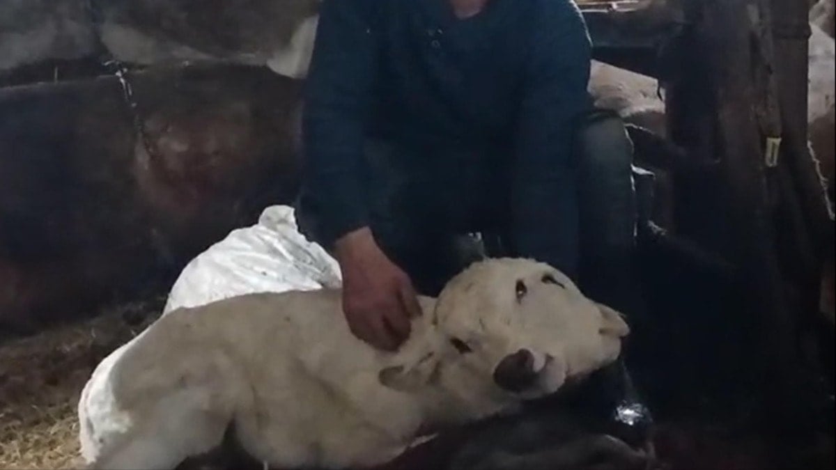 Görenleri şaşkına çevirdi: Çift başlı buzağı dünyaya geldi