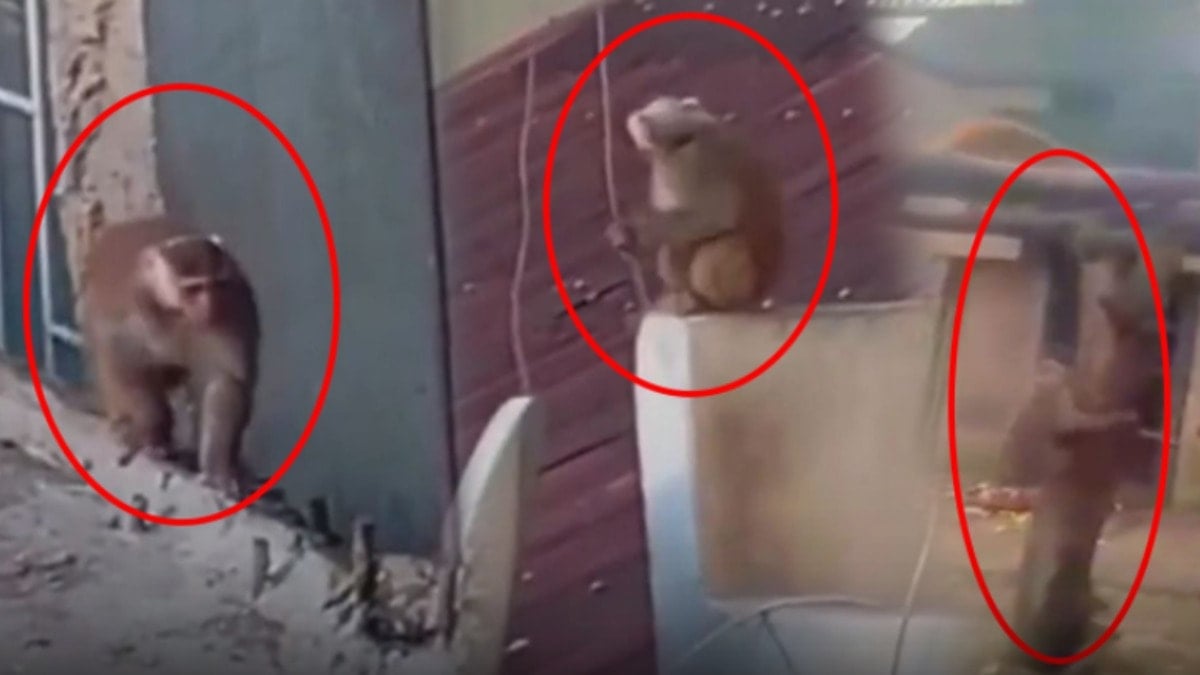 İstanbul'da çatıdan çatıya atlayan maymun ortalığı birbirine kattı