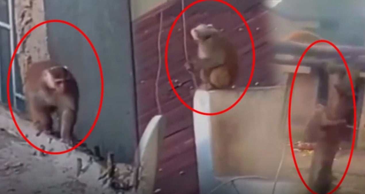 İstanbul'da çatıdan çatıya atlayan maymun ortalığı birbirine kattı