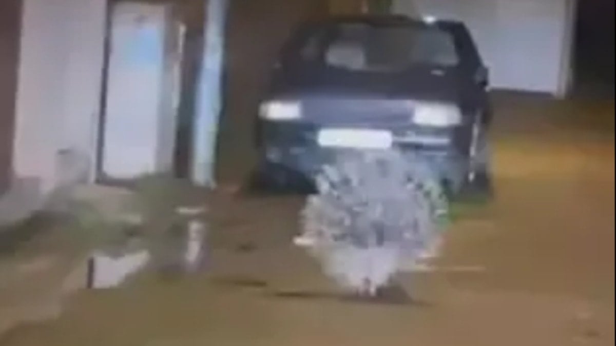 Afrika'nın en tehlikeli canlıları arasında... Aydın'da görüntülendi