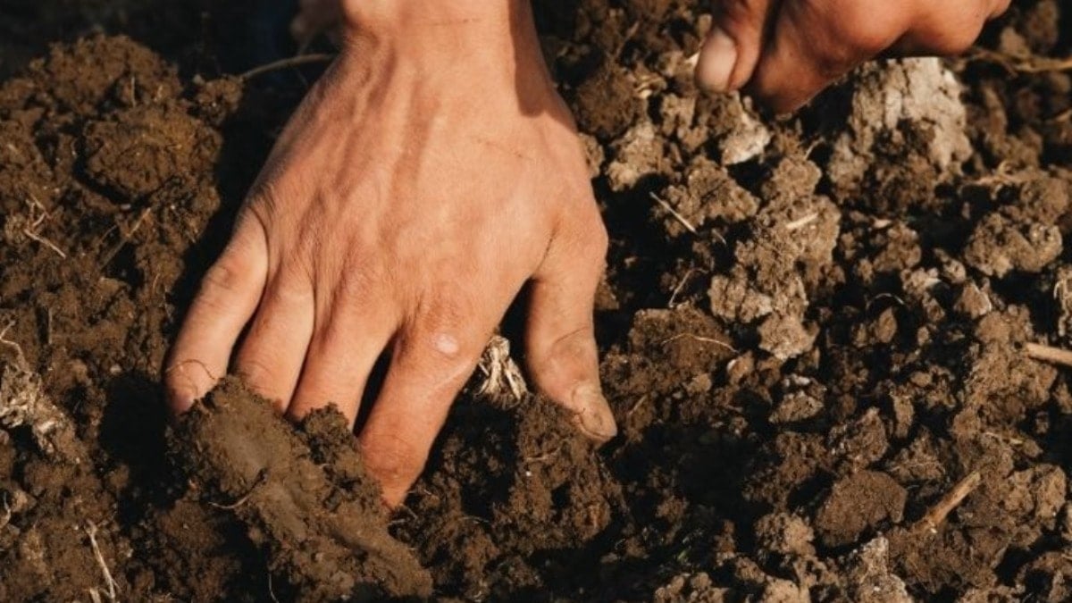 Ekildiği anda en verimsiz toprağı bile coşturuyor: Kimyasal gübreyi tarihe gömüyor