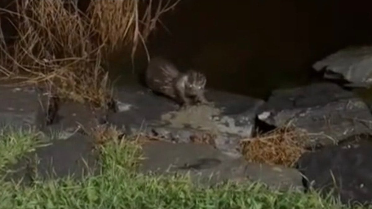 Nesli tükenme tehlikesi altında! Yıllar sonra Küçükçekmece'de görüntülendi