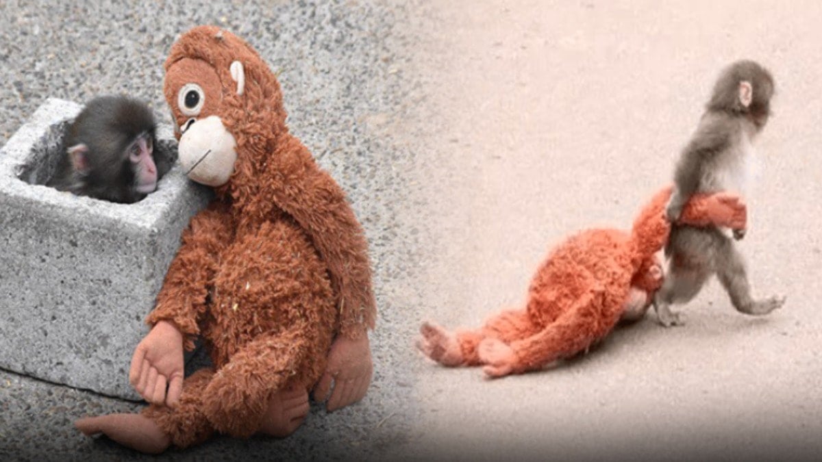 Sosyal medya bu maymunu konuşuyor: 'Dayan Punch'