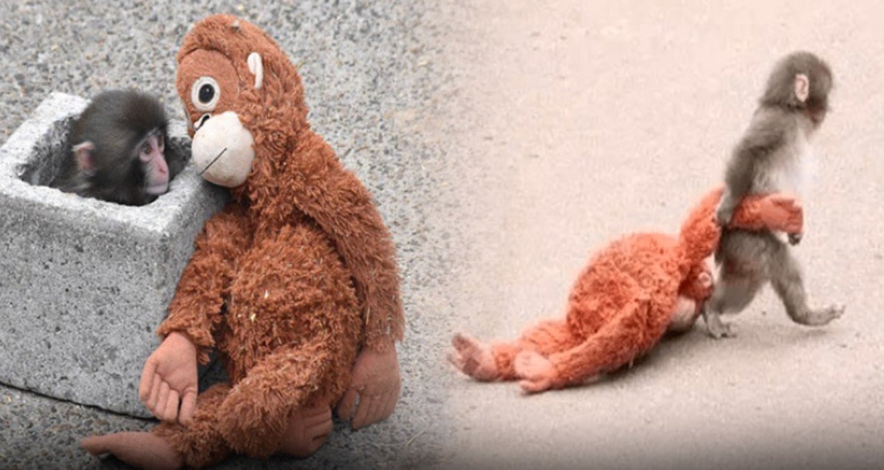 Sosyal medya bu maymunu konuşuyor: 'Dayan Punch'