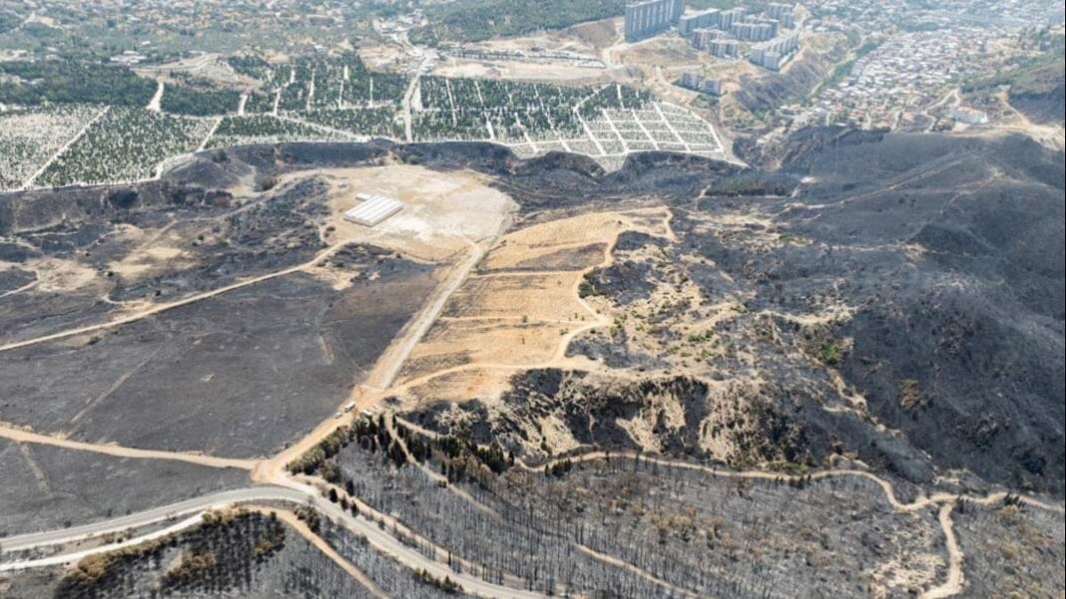 Orman gitti rant geldi