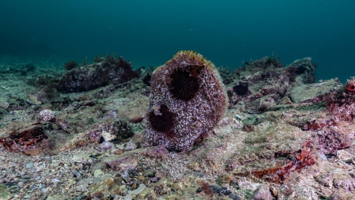 Tuzla'da pina ve deniz çayırları görüldü