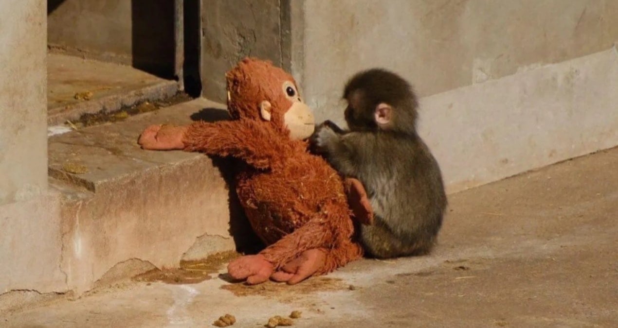 Annesi terk etti, pelüş oyuncakla bağ kurdu