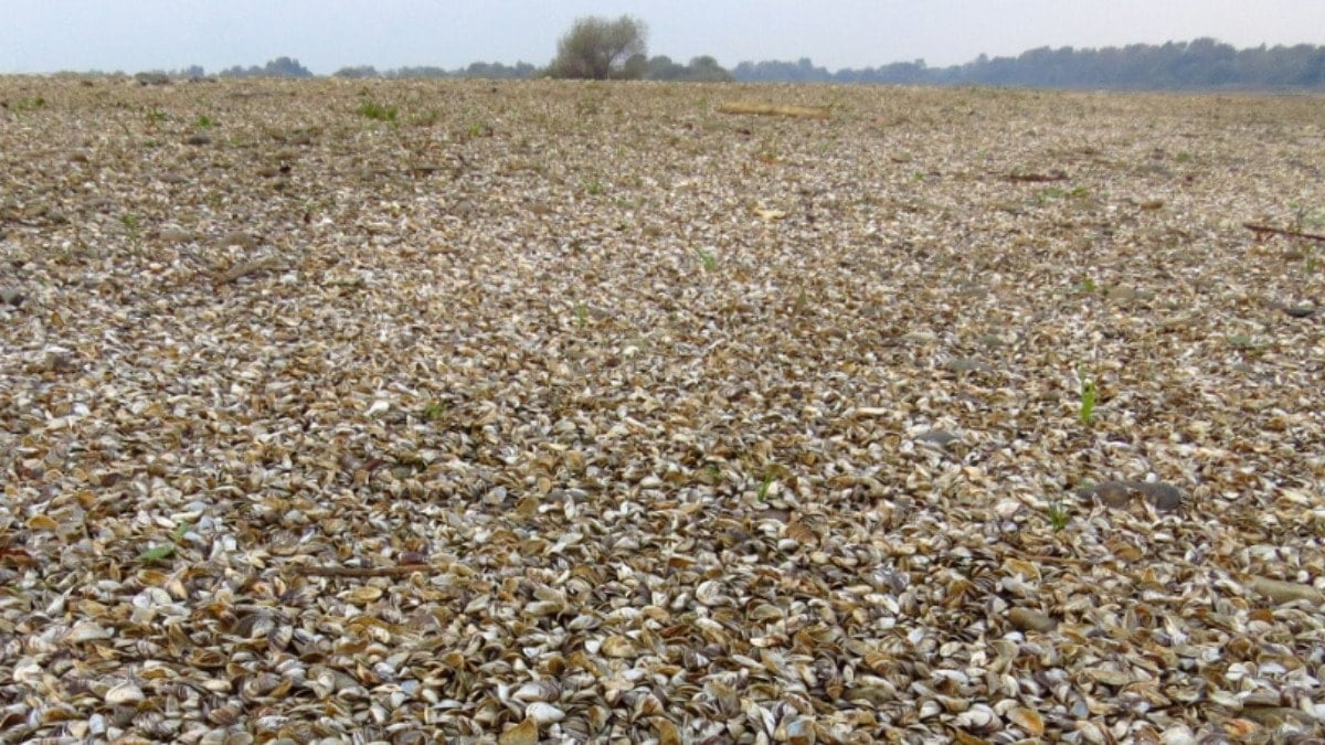 Göl istila edildi, halk için uyarı yapıldı: Santralleri yok ediyor