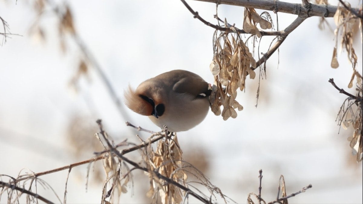 Toplanıp sokaklarda onları arıyorlar: Şehrin gizli sakinleri için seferberlik başladı