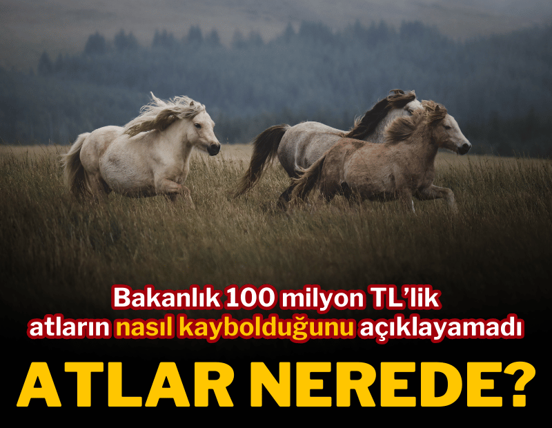 CHP'li vekil 'kayıp atları' sordu: Çalındı demek istiyorum ama...