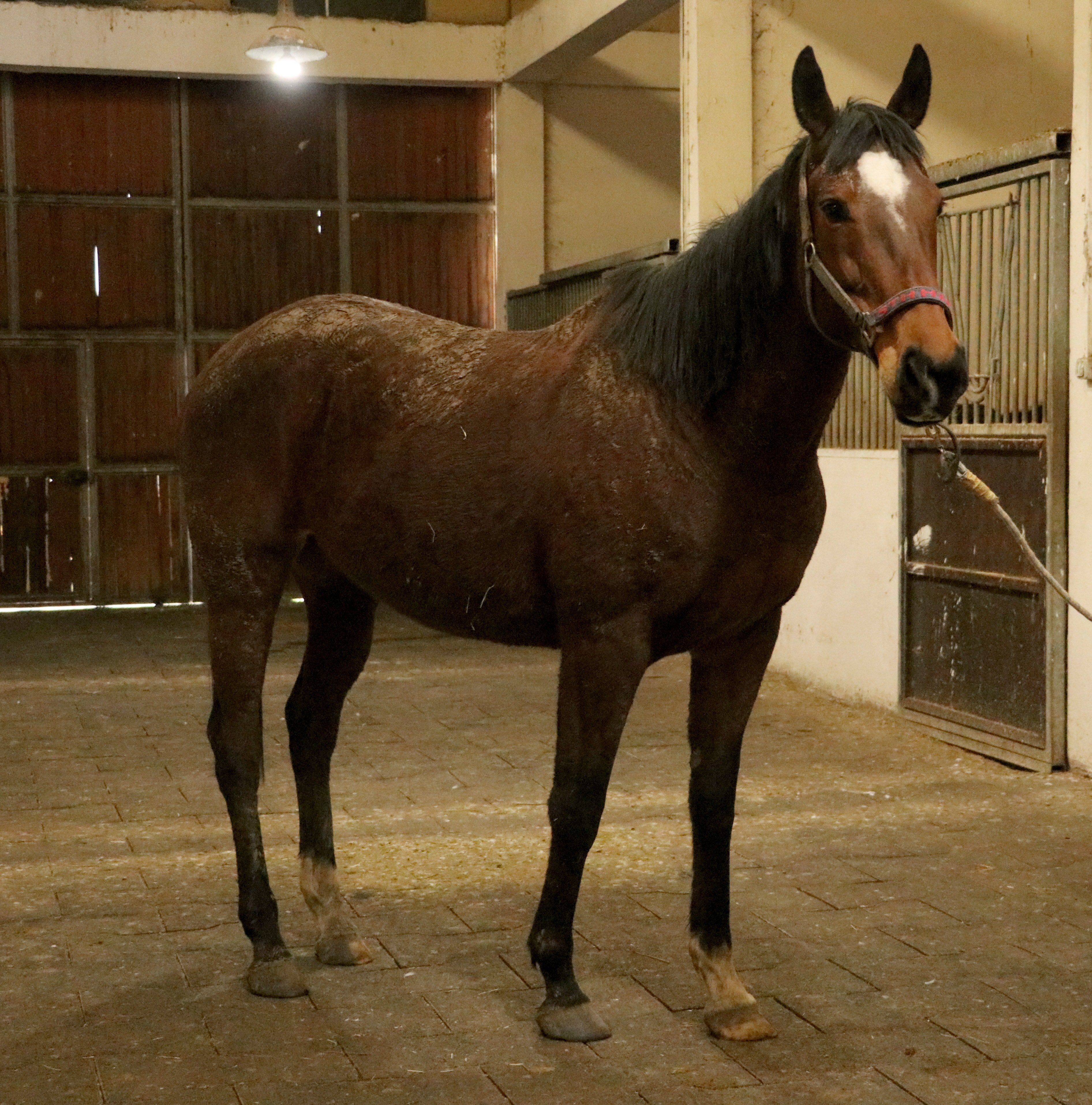 TMSF safkan İngiliz kısrağı ile tayını satışa çıkarıyor