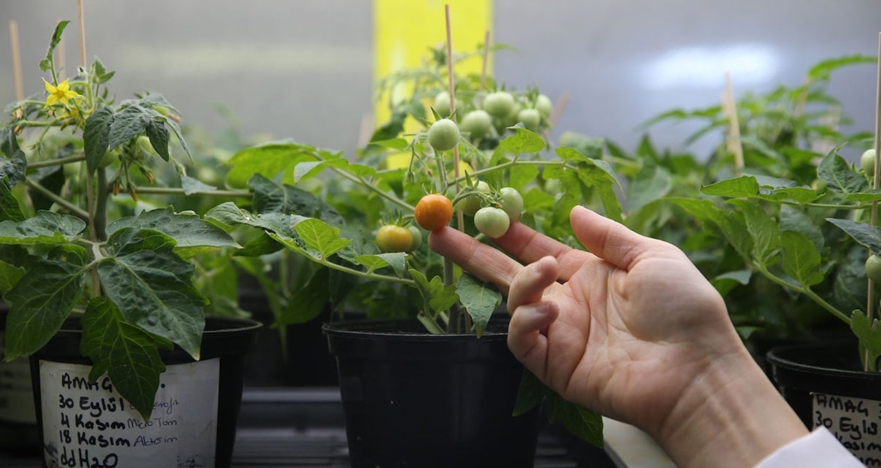 Türk Bilim İnsanları Ay ve Mars toprağında domates yetiştirdi