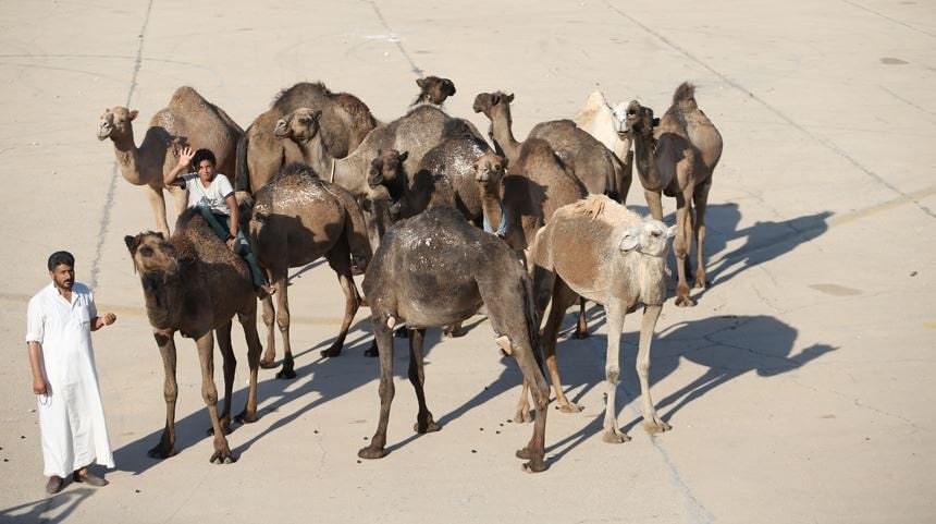 Milyonlarca deveye pasaport verilecek! Belgesiz gezemeyecekler
