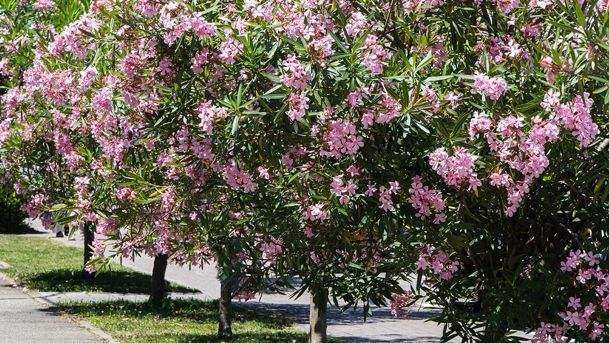 Kur’an’da adı geçen bu ağacın ardında bambaşka bir gerçek var