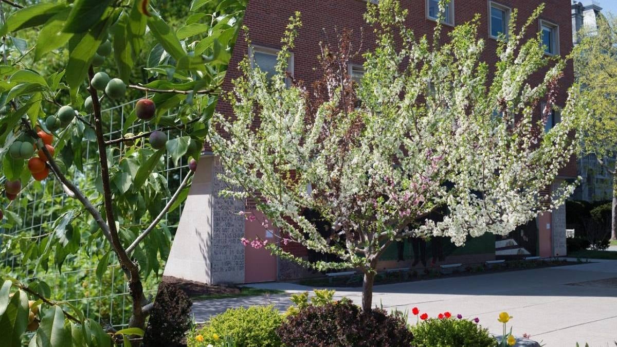 Tek ağaçtan 40 ayrı meyve hasat ediyor: Koca bir bahçeye bedel