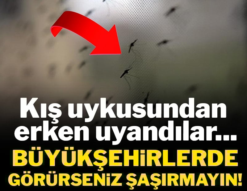 Kış uykusundan uyandılar: Büyükşehirlerde görürseniz şaşırmayın!