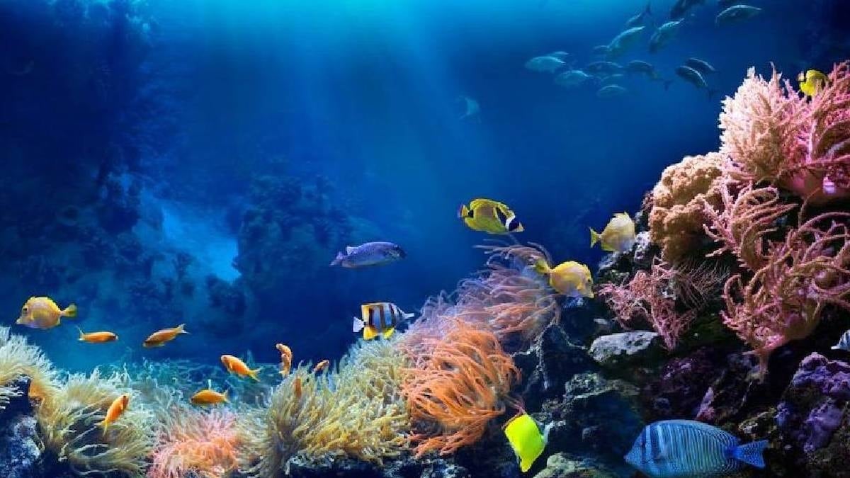 Kraliçe balık ölünce erkek balık yerine geçiyor: 5 ayda cinsiyet değiştiriyor