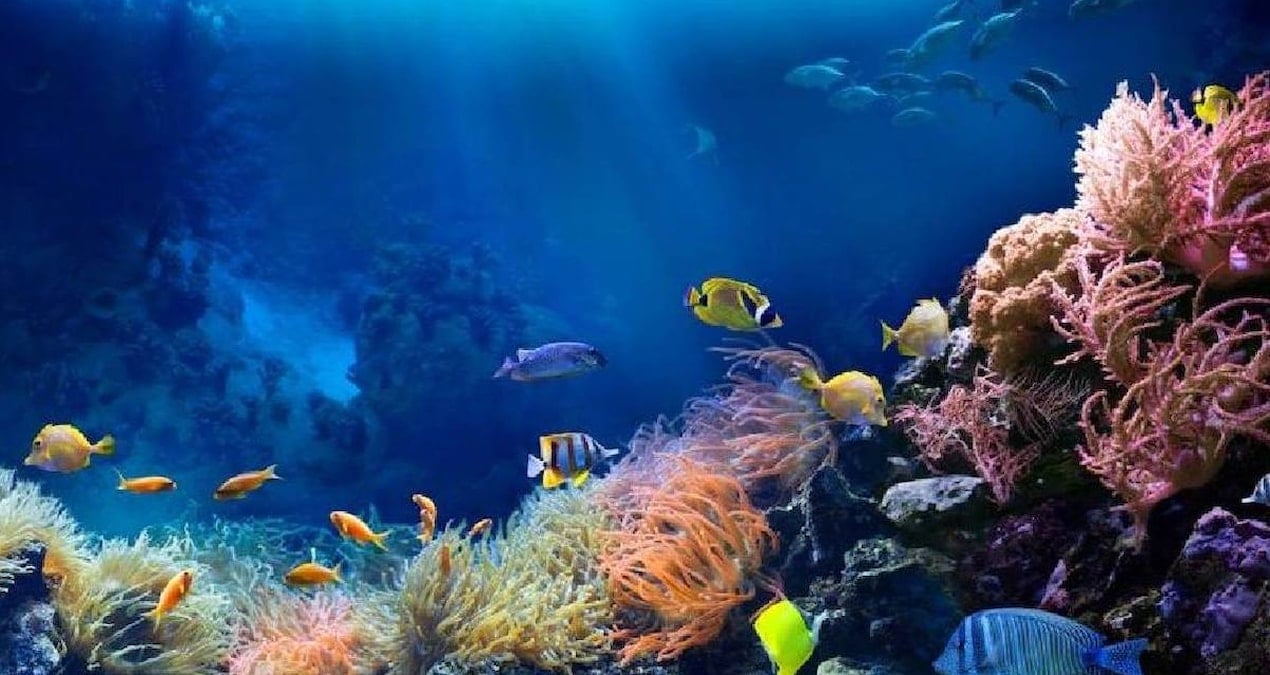 Kraliçe balık ölünce erkek balık yerine geçiyor: 5 ayda cinsiyet değiştiriyor