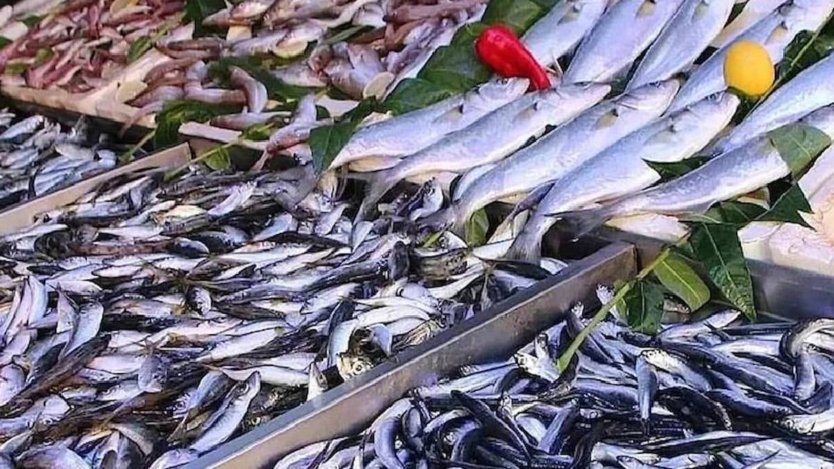 Bu balığın tezgaha çıkması yasak ama müşterisi çok: Kapış kapış satılıyor