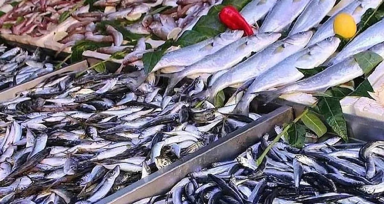 Bu balığın tezgaha çıkması yasak ama müşterisi çok: Kapış kapış satılıyor