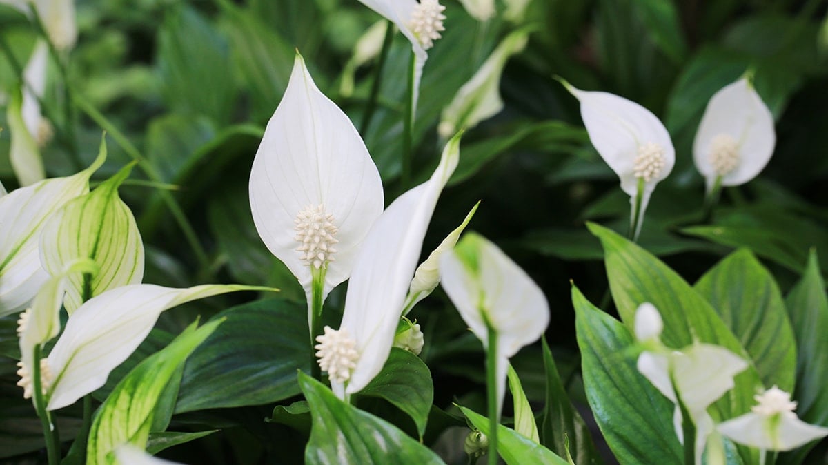 Bilim, evin havasını %90 temizleyen bitkiyi açıkladı