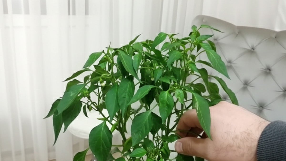 Balkonu olmayan evde bile yetişiyor