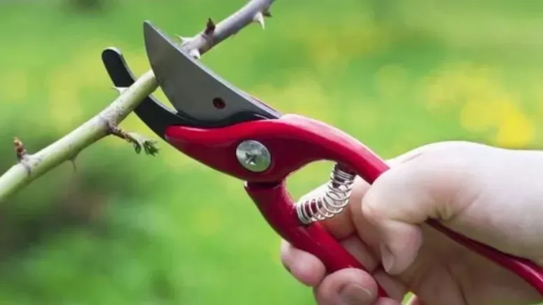 Yazın hızlı büyümesi için şubat ayında budamanız gereken 3 ağaç ve bitki