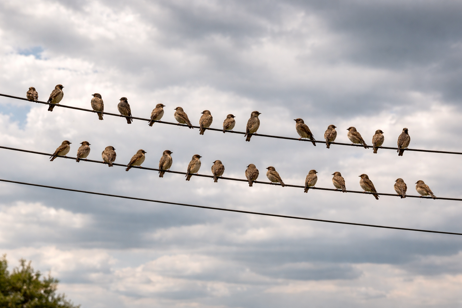 Tellere konan kuşlara işte bu yüzden elektrik çarpmıyormuş