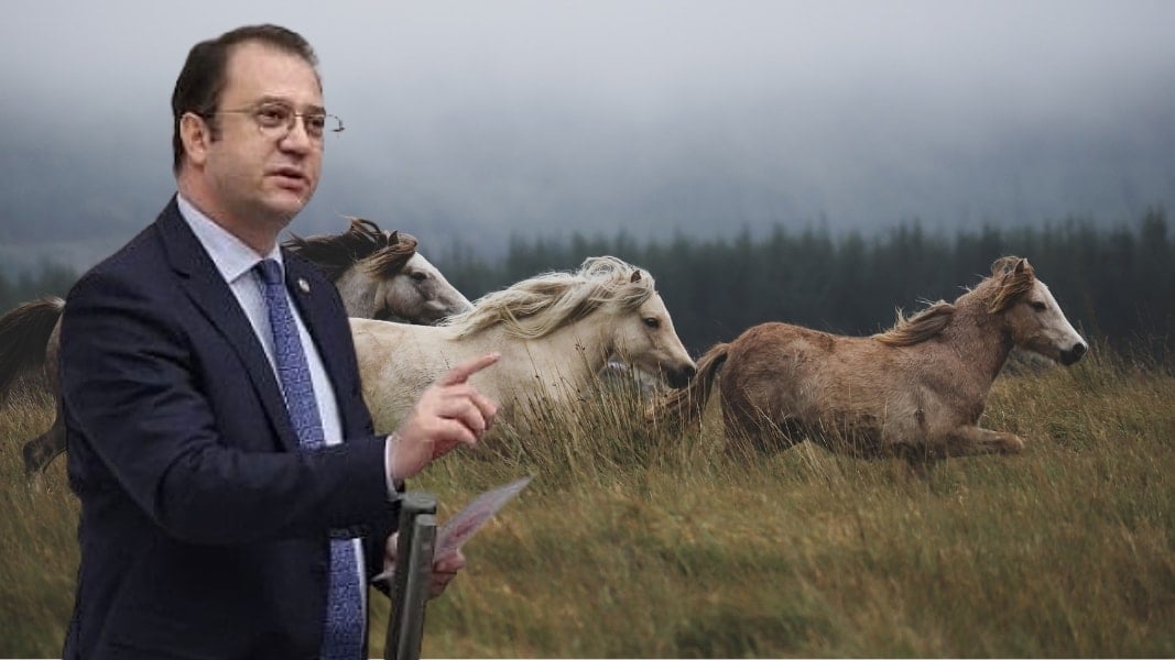 CHP'li vekil 'kayıp atları' sordu: Çalındı demek istiyorum ama...