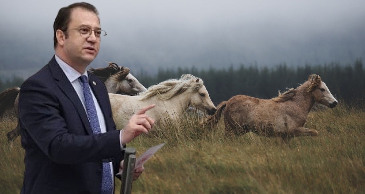 CHP'li vekil 'kayıp atları' sordu: Çalındı demek istiyorum ama...