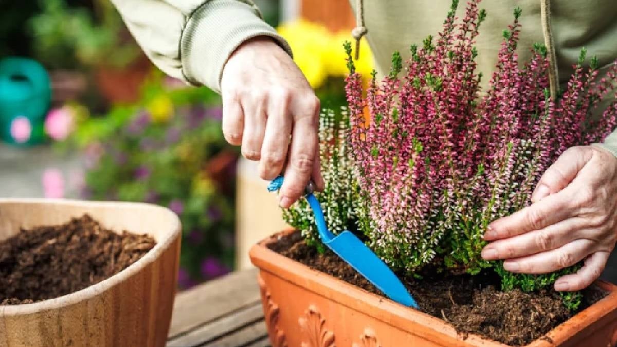 Saksıdaki toprağa bir tane koyun çiçekler şahlanıyor: Mantarı anında bitiriyor