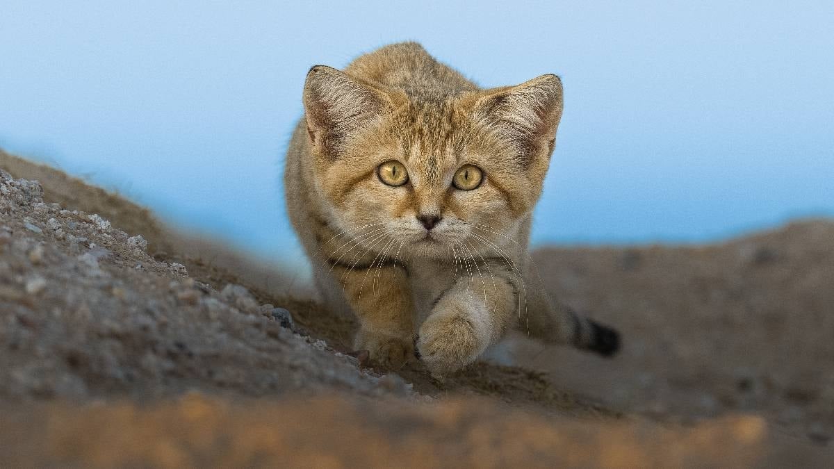 Köpek gibi havlayan kedi türü: Sadece çölde yaşıyorlar