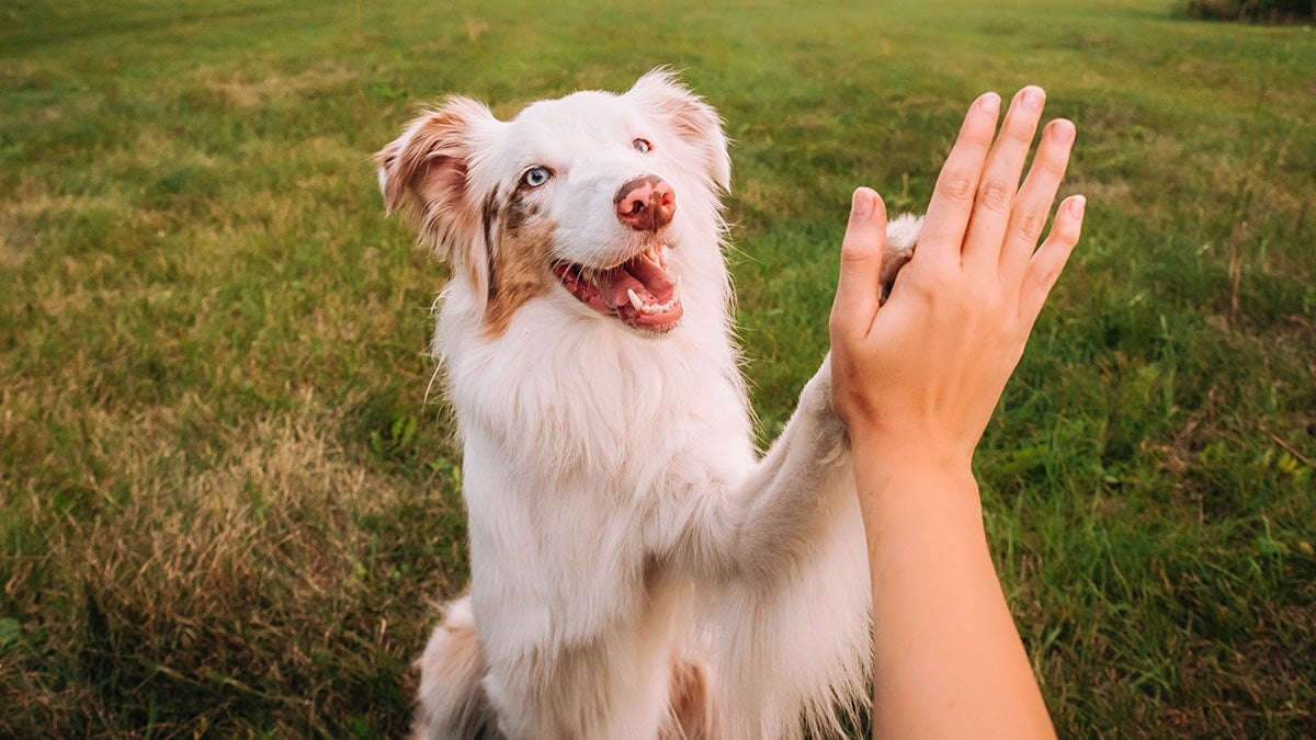 Köpeğinizin sizi sevdiğinin en net belirtisi buymuş