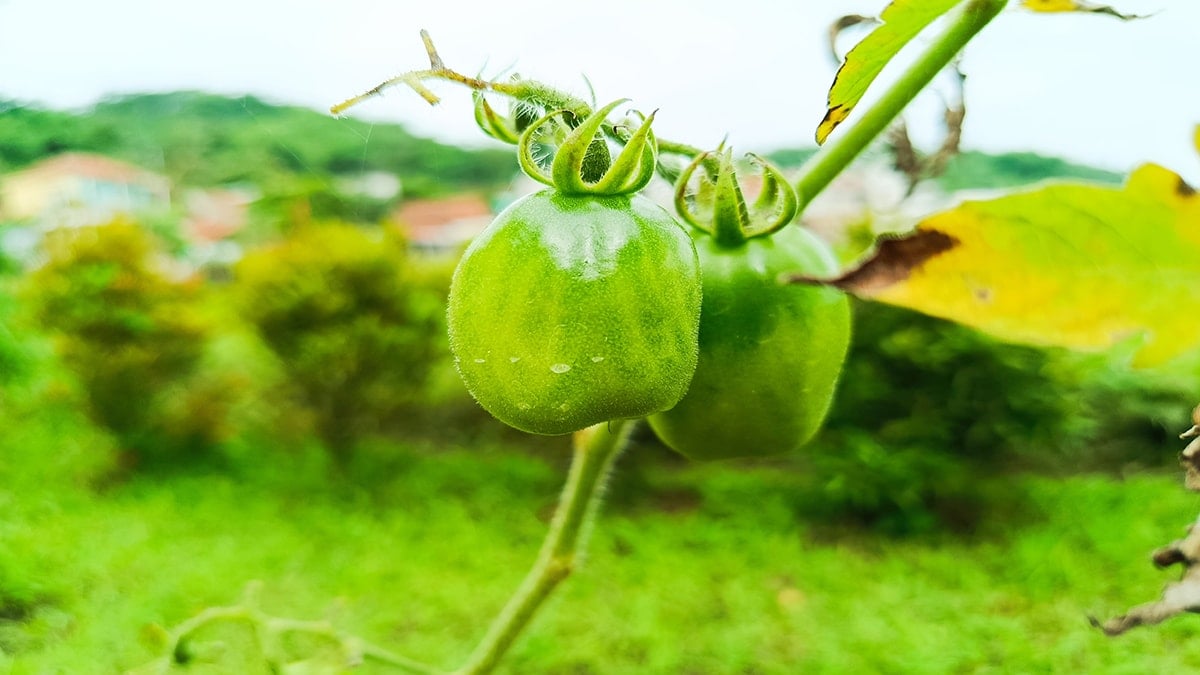 Herkes sebze sanıyor ama o dünyanın sen sağlıklı meyvesiymiş