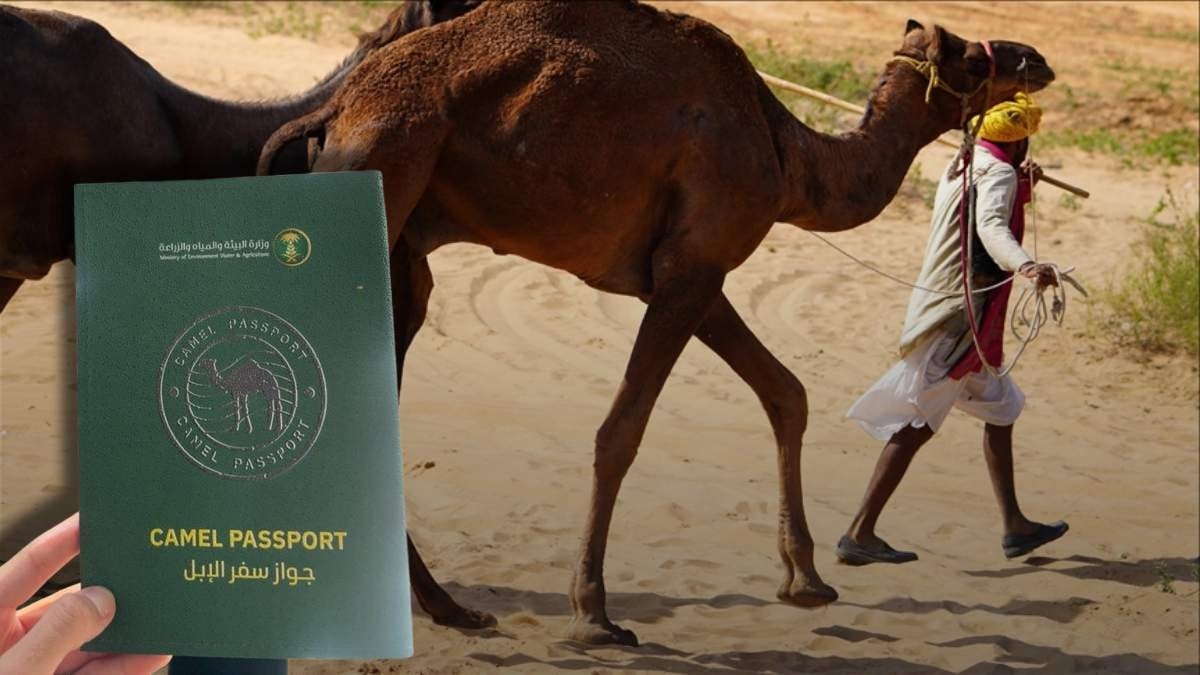 2 milyonu aşkın deveye pasaport çıkartıyor