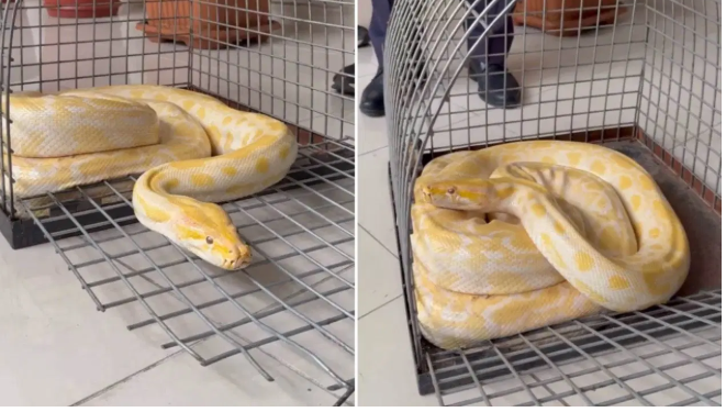 Denizli’de AVM’deki gösteri yılanına el konuldu