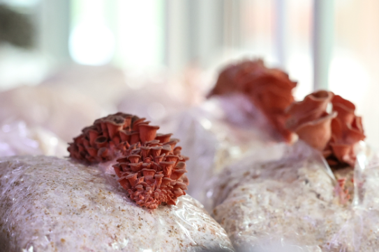 Savaş çıkınca yemek için kilo kilo üretip stoklamaya başladılar