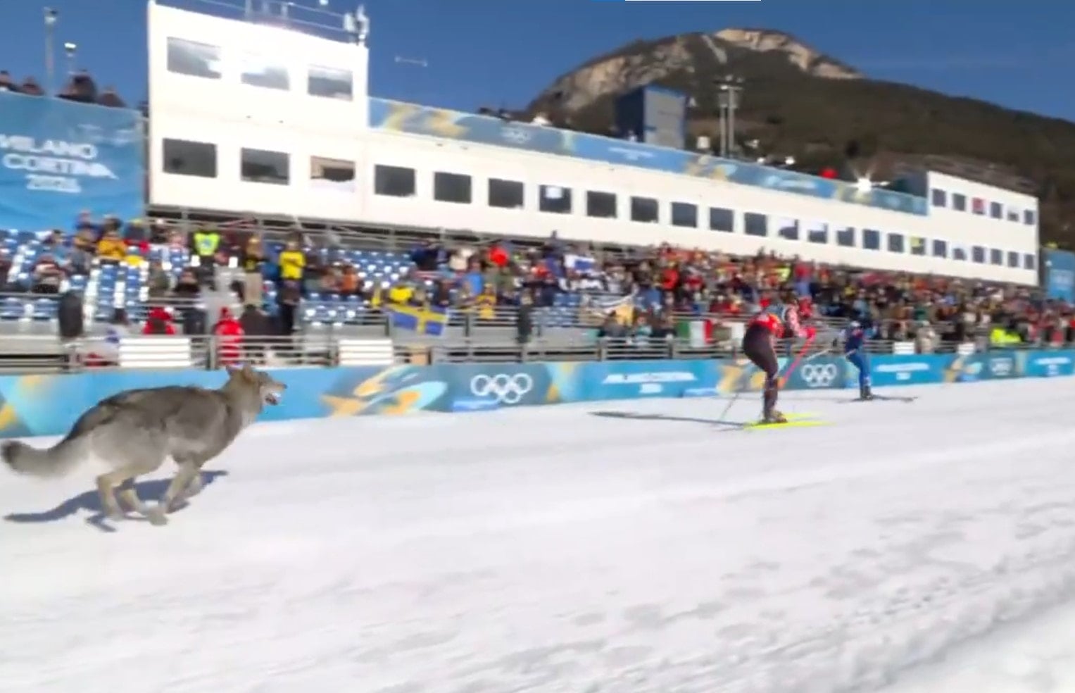 Kış Olimpiyatları'nda skandal! Yarış sırasında piste kurt girdi