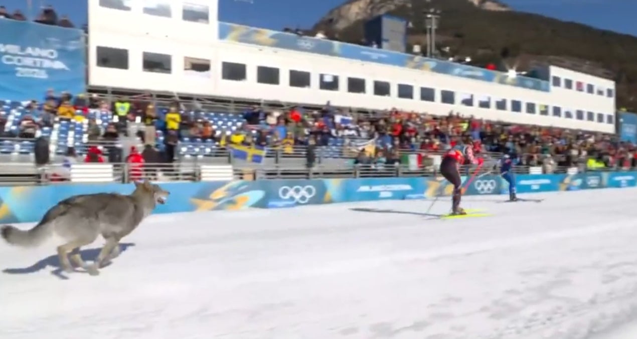 Kış Olimpiyatları'nda skandal! Yarış sırasında piste kurt girdi