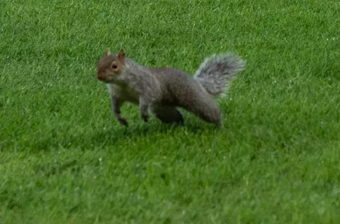 Sahaya giren sincap maçı iki kere durdurdu!