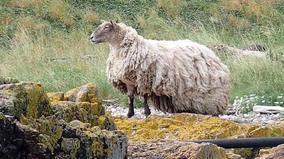 Kaya üstünde iki yıl mahsur kalan dünyanın en yalnız koyunu anne oldu