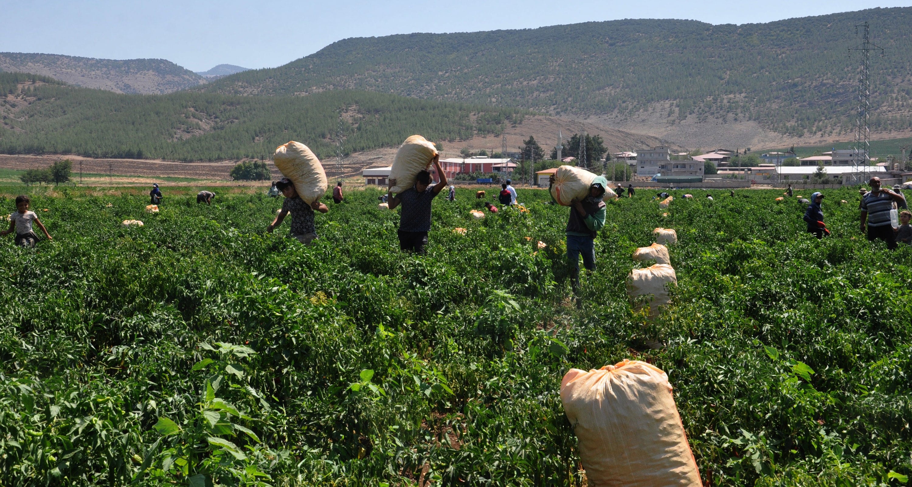 Gaziantep'ten 60 ülkeye yollanıyor: Getirisi servet değerinde