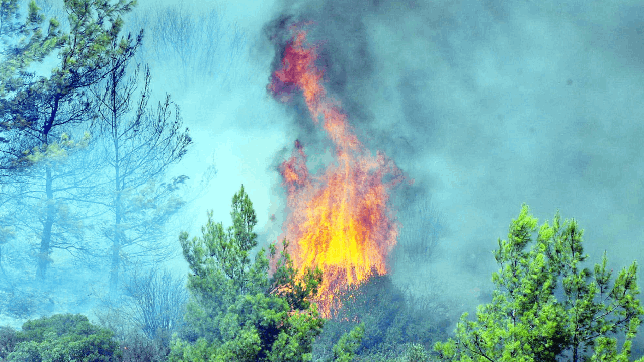 Temizlik ateşi yakarken ormanı yaktılar