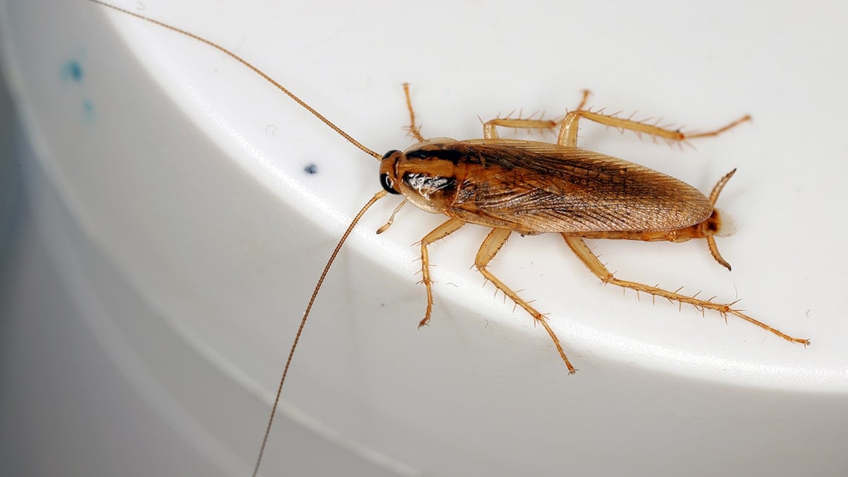 Evinizde hamamböceği görüyorsanız, ona teşekkür edin 