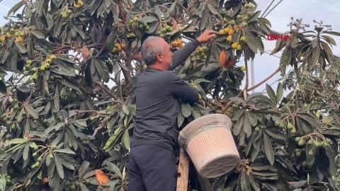 Mersin'de yılın ilk hasadı başladı: Kilosu 1.500 TL'den satılıyor