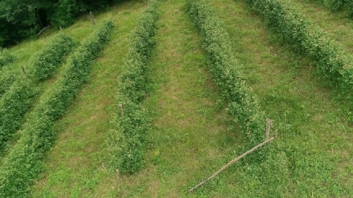 Şubat ayında eken baharda kazanır: Hasat zamanı verim artıyor